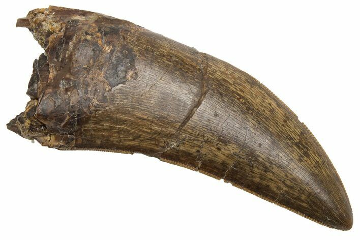 Serrated Tyrannosaur Tooth - Judith River Formation #225651